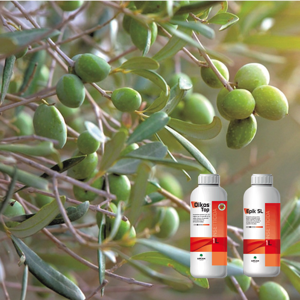 Epik SL e Oikos top: stop alla Cecidomia dell’olivo